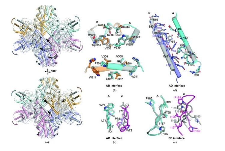 Plasmodium vivax and human hexokinases share similar active sites but display distinct quaternary architectures
