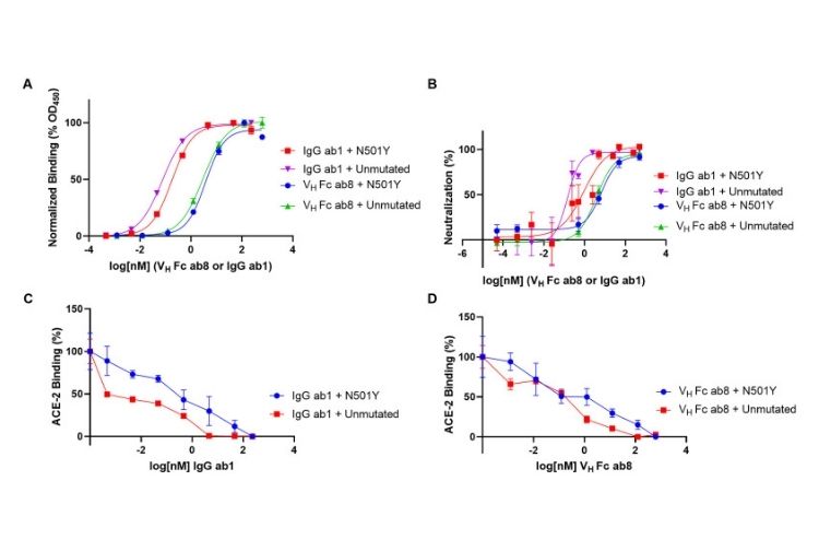 Cryo-EM structure of the N501Y SARS-CoV-2 spike protein in complex with a potent neutralizing antibody