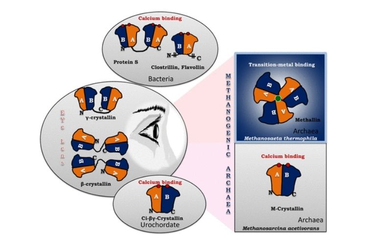 A Transition Metal-Binding, Trimeric βγ-Crystallin from Methane-Producing Thermophilic Archaea, Methanosaeta thermophila