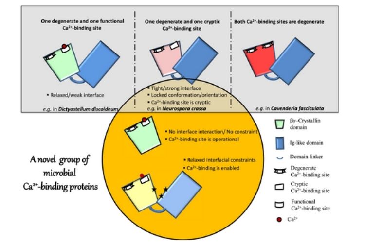 Interface interactions between βγ-crystallin domain and Ig-like domain render Ca2+-binding site inoperative in abundant perithecial protein of Neurospora crassa