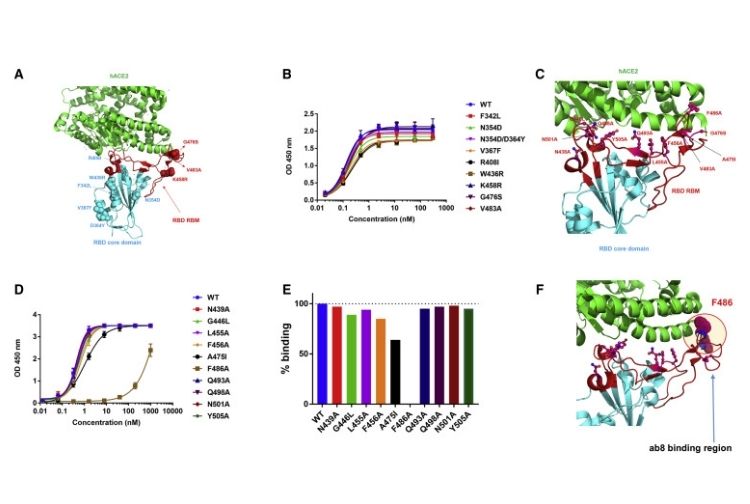 High-affinity human VH antibody ab8 neutralizes SARS-CoV-2 in animal models