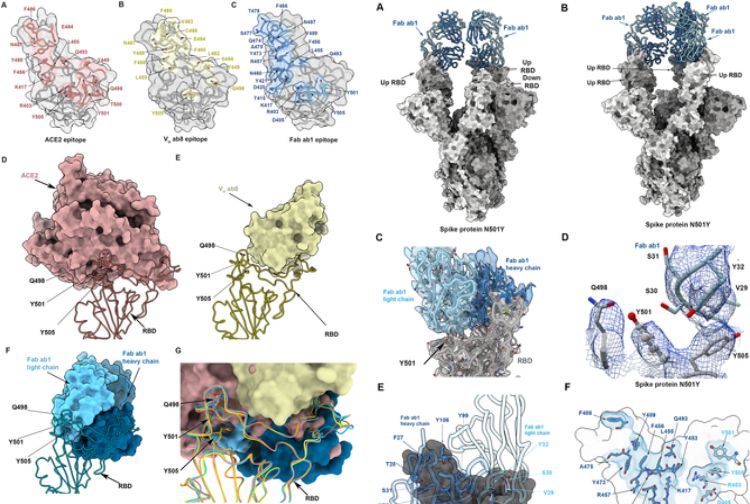 Cryo-EM structure of the N501Y SARS-CoV-2 spike protein study