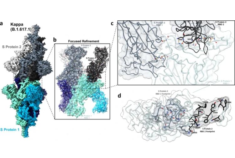 Structural and biochemical rationale for enhanced spike protein fitness in delta and kappa SARS-CoV-2 variants