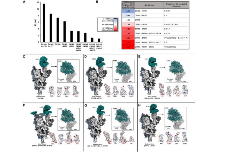 Structural analysis of receptor binding domain mutations in SARS-CoV-2 variants of concern that modulate ACE2 and antibody binding