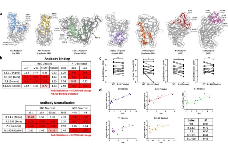 SARS-CoV-2 variants of concern: spike protein mutational analysis and epitope for broad neutralization