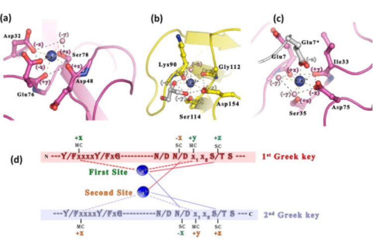 Ca2+-binding motif of βγ-crystallins