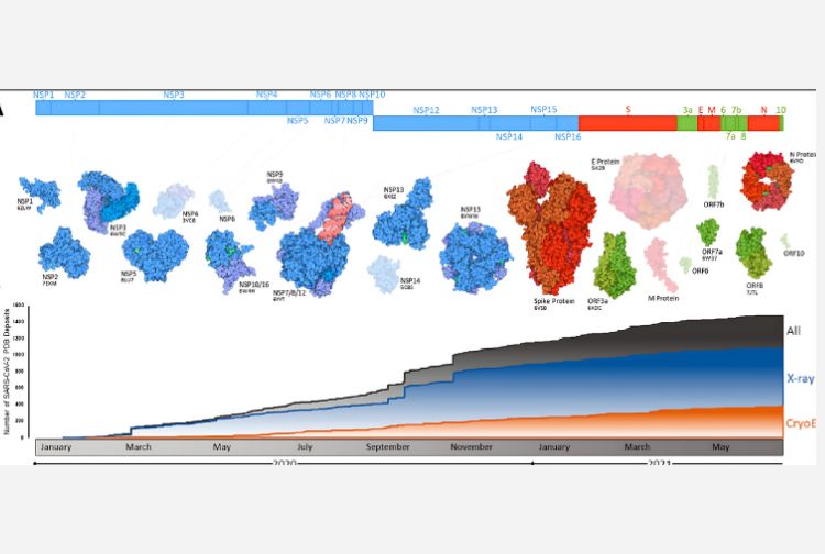 Three-Dimensional Visualization of Viral Structure