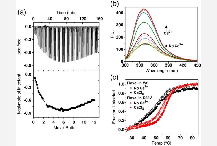 Decoding the Molecular Design Principles