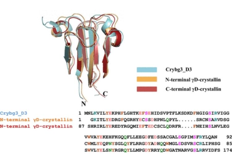 Aggregation-Prone Near-Native Intermediate Formation during Unfolding of a Structurally Similar Nonlenticular βγ-Crystallin Domain