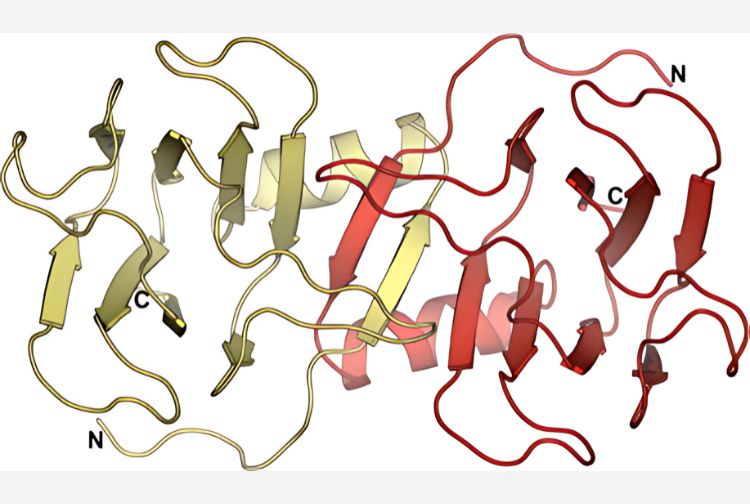 Decoding the Molecular Design Principles